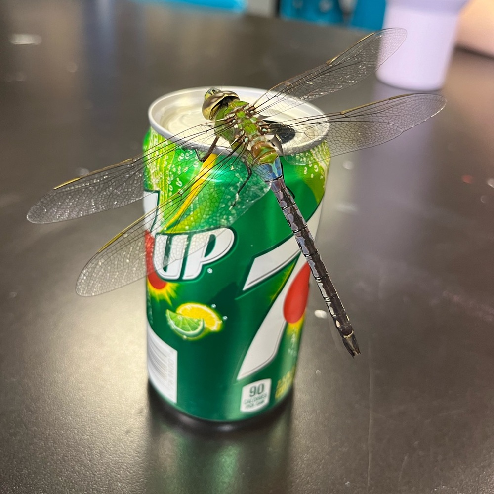 Meet your Posher, Hi!